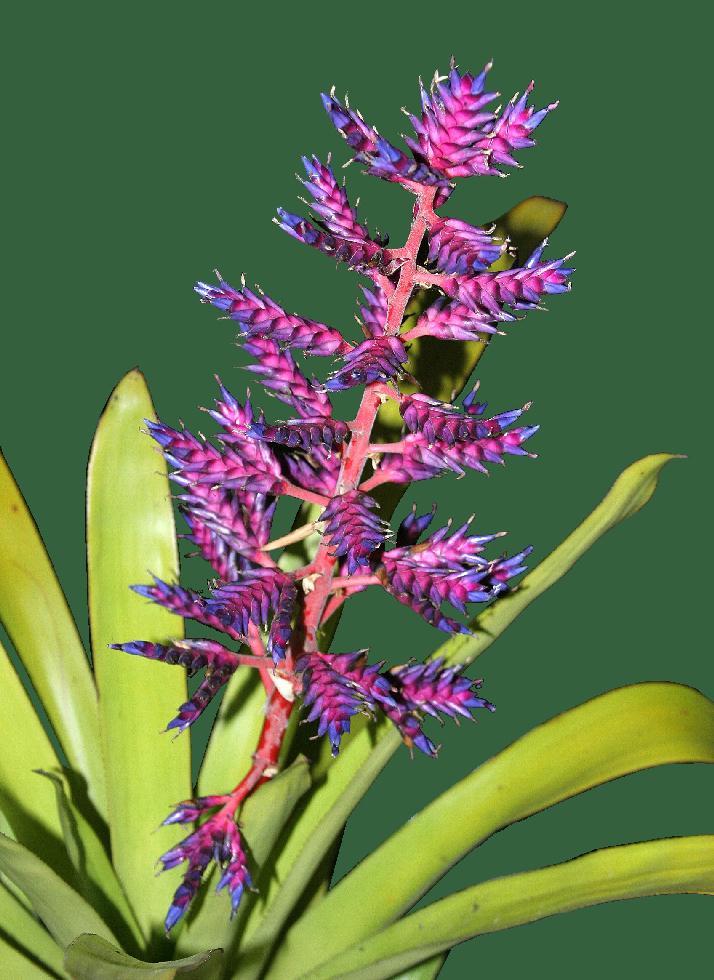 Bromeliad Aechmea Del Mar - View 2 from www redcrocus com