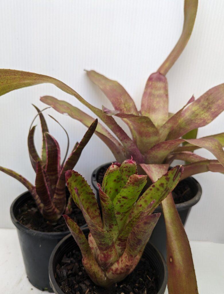 Bromeliad Assorted - View 3 from www redcrocus com