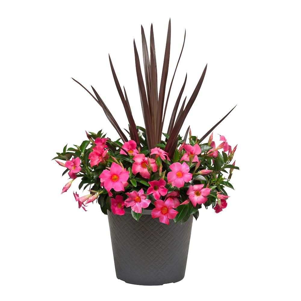 Dipladenia Assorted - View 10 from www redcrocus com