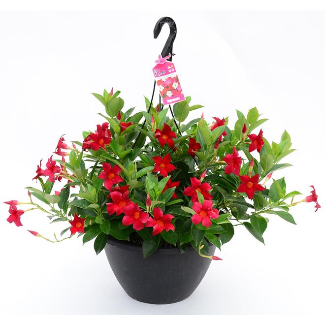 Dipladenia Assorted - View 15 from www redcrocus com