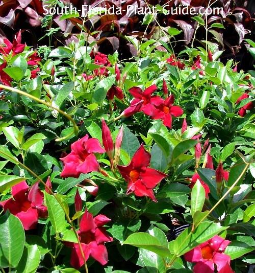 Dipladenia Assorted - View 16 from www redcrocus com