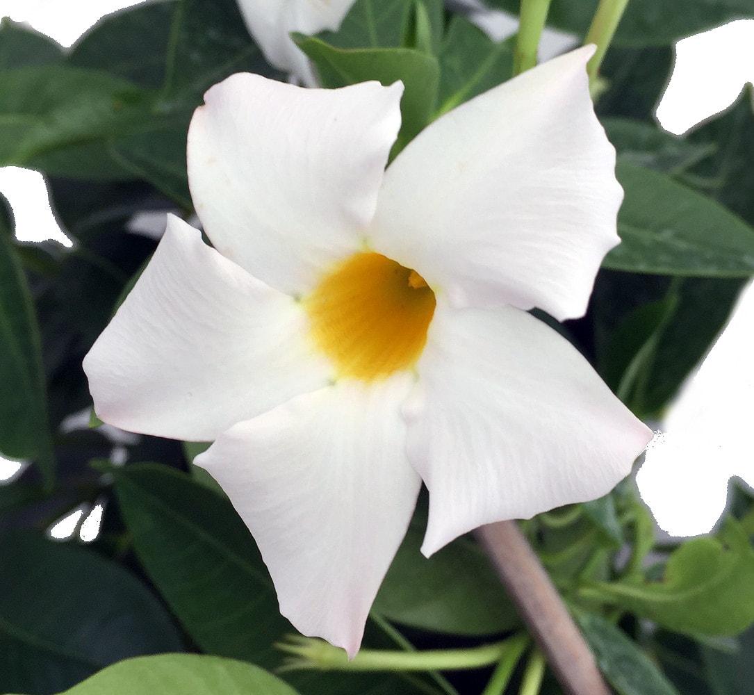 Dipladenia Assorted - View 17 from www redcrocus com