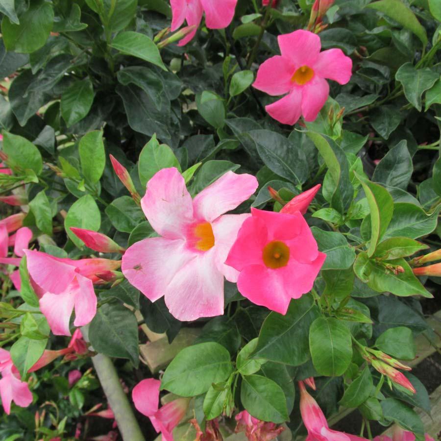 Dipladenia Assorted - View 3 from www redcrocus com