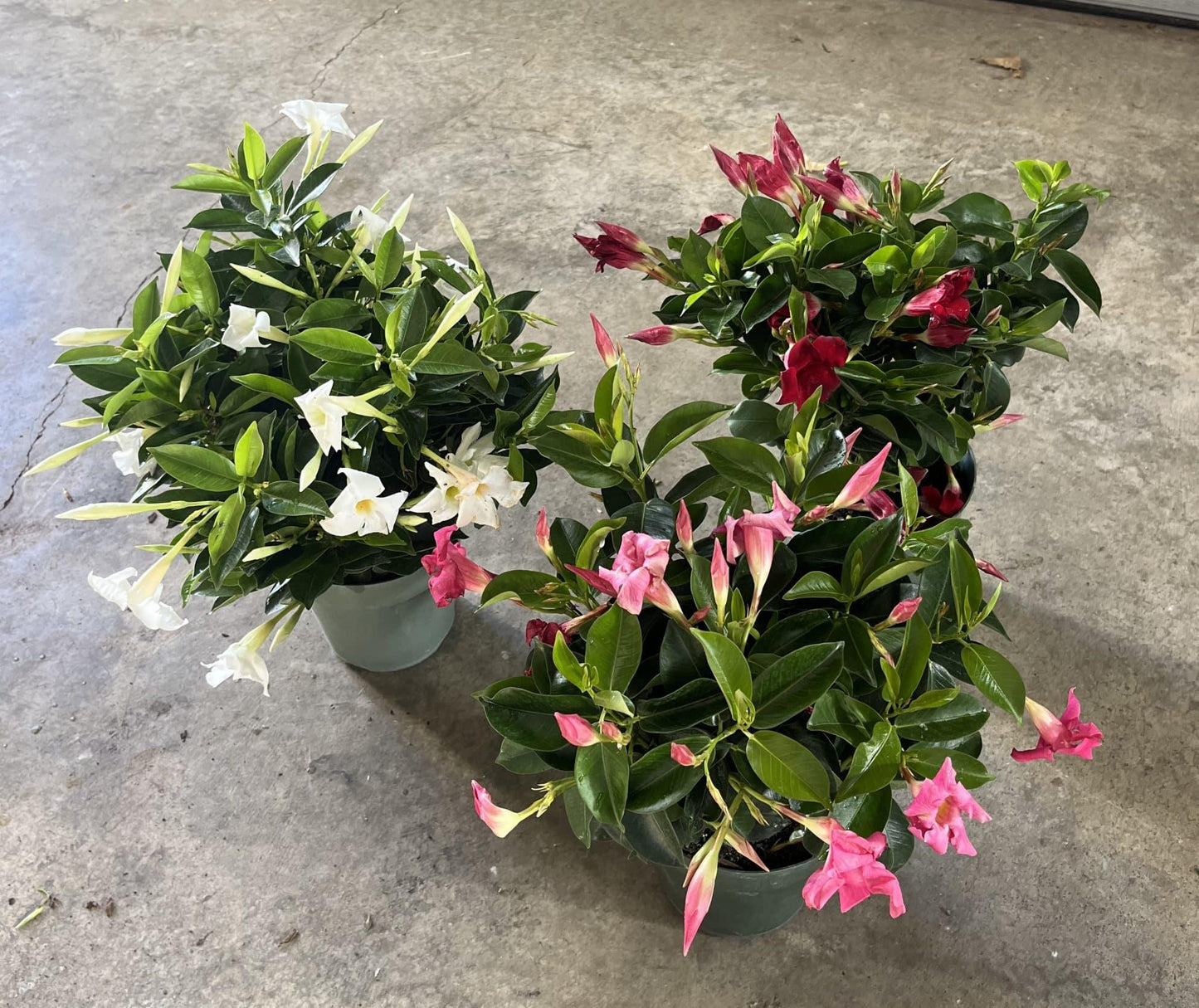 Dipladenia Assorted - View 4 from www redcrocus com