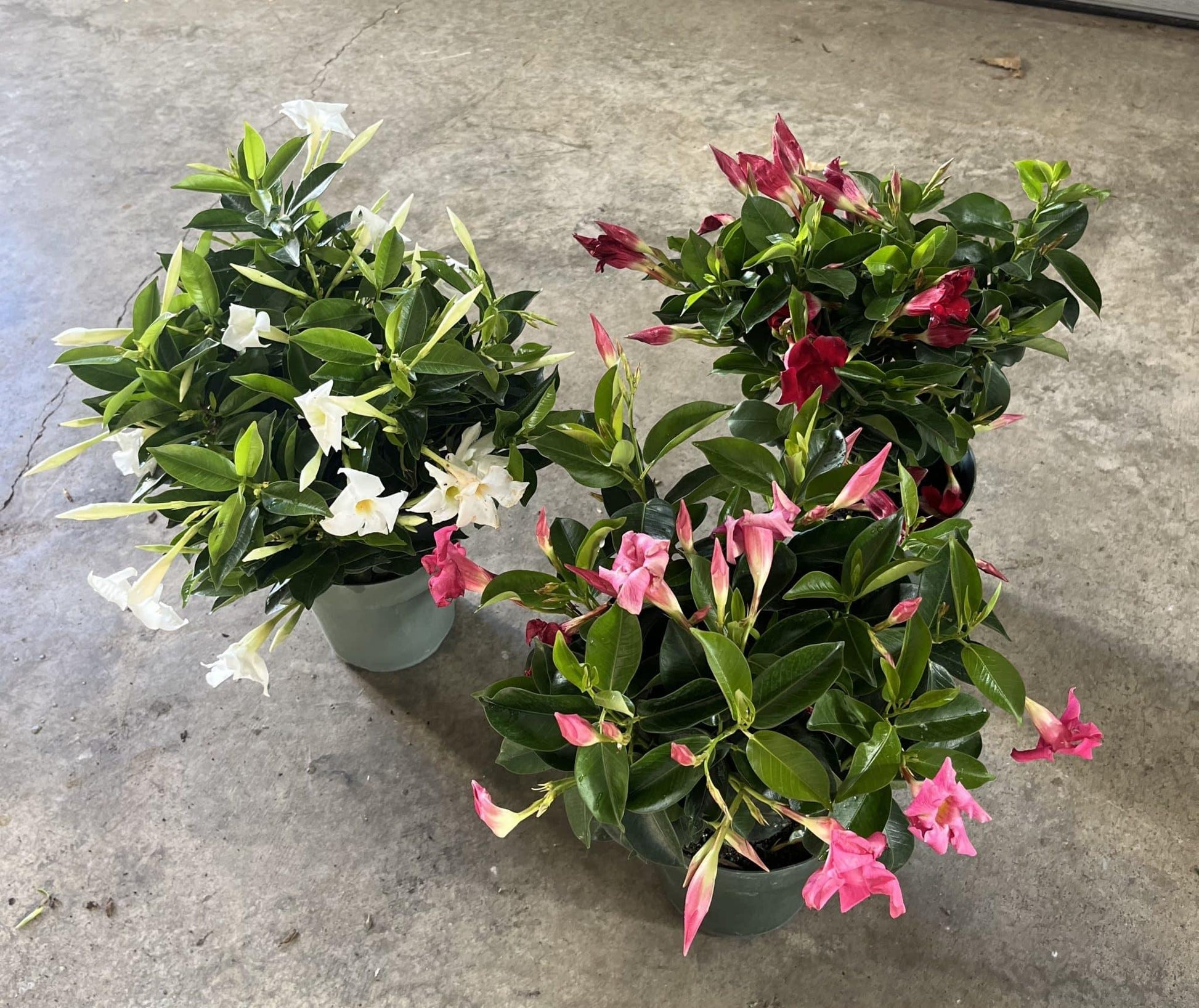 Dipladenia Assorted - View 4 from www redcrocus com