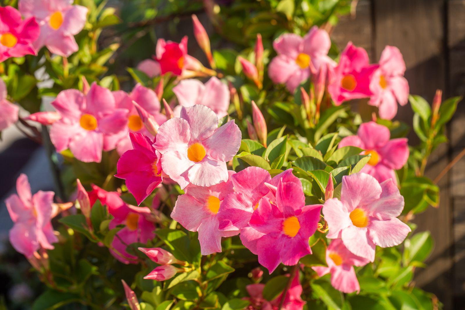Dipladenia Assorted - View 6 from www redcrocus com