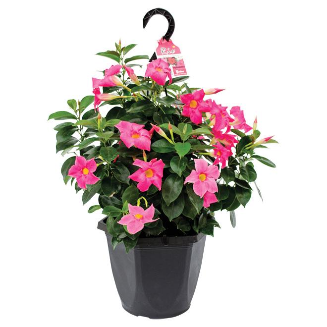 Dipladenia Assorted - View 7 from www redcrocus com