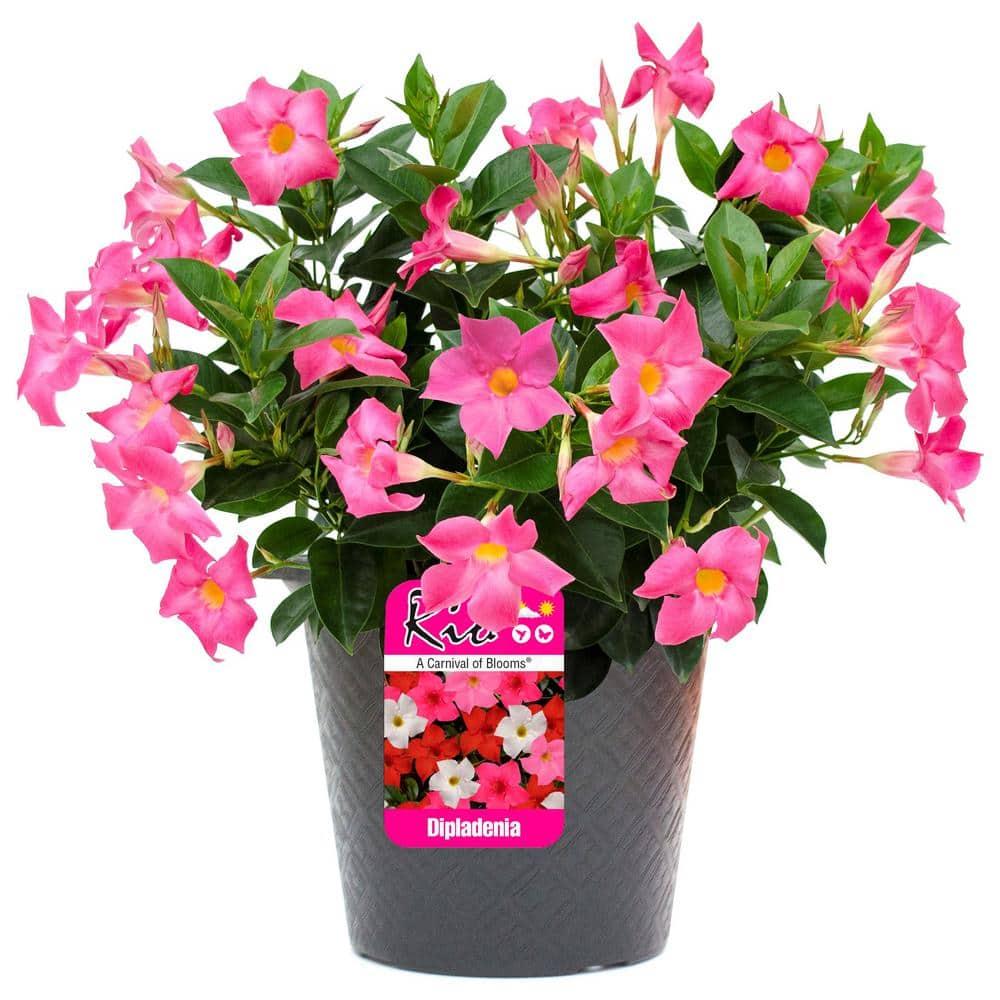 Dipladenia Assorted - View 8 from www redcrocus com