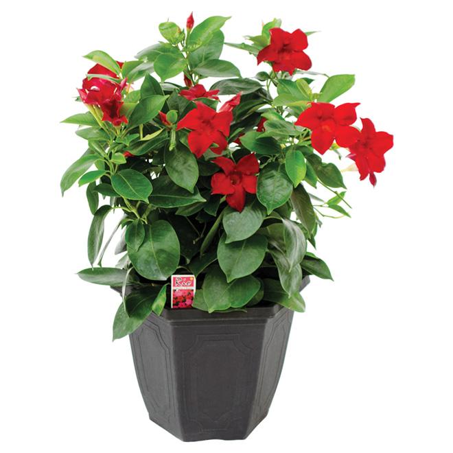 Dipladenia Assorted - View 9 from www redcrocus com