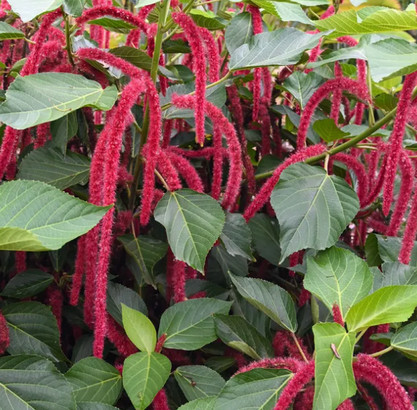 Acalypha, Assorted, Standard - View 11 from www redcrocus com