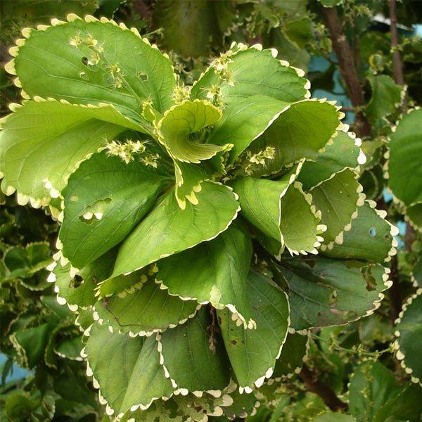Acalypha, Assorted, Standard - View 12 from www redcrocus com
