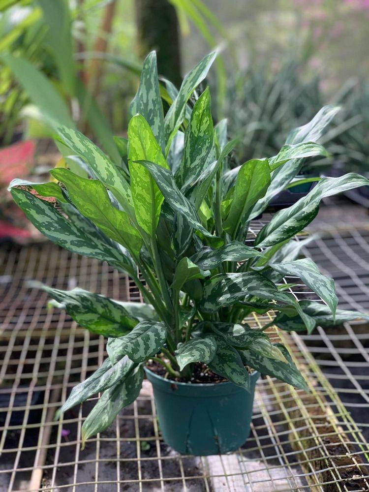 Acalypha, Assorted, Standard - View 16 from www redcrocus com