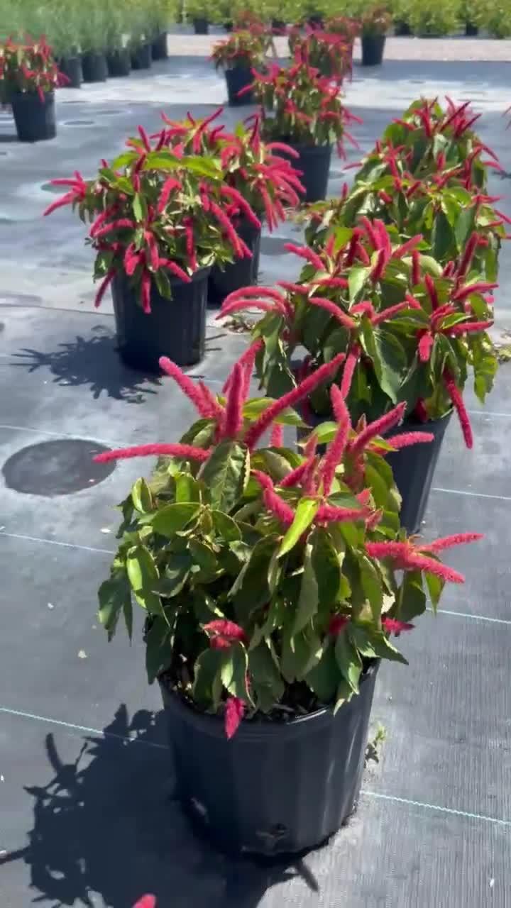 Acalypha, Assorted, Standard - View 17 from www redcrocus com