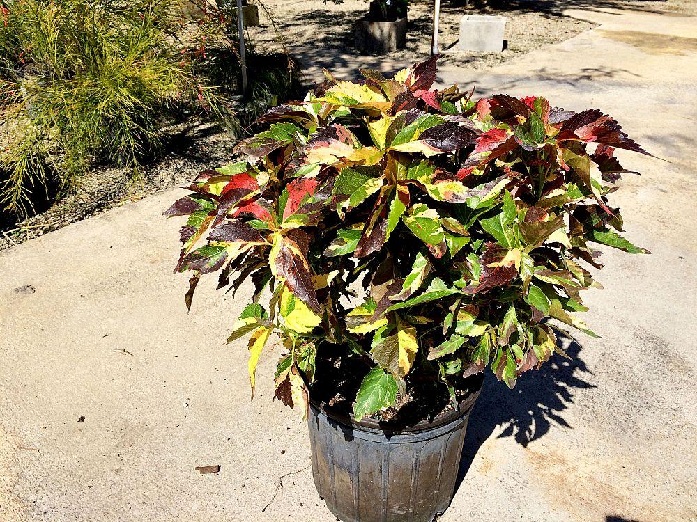 Acalypha, Assorted, Standard - View 18 from www redcrocus com
