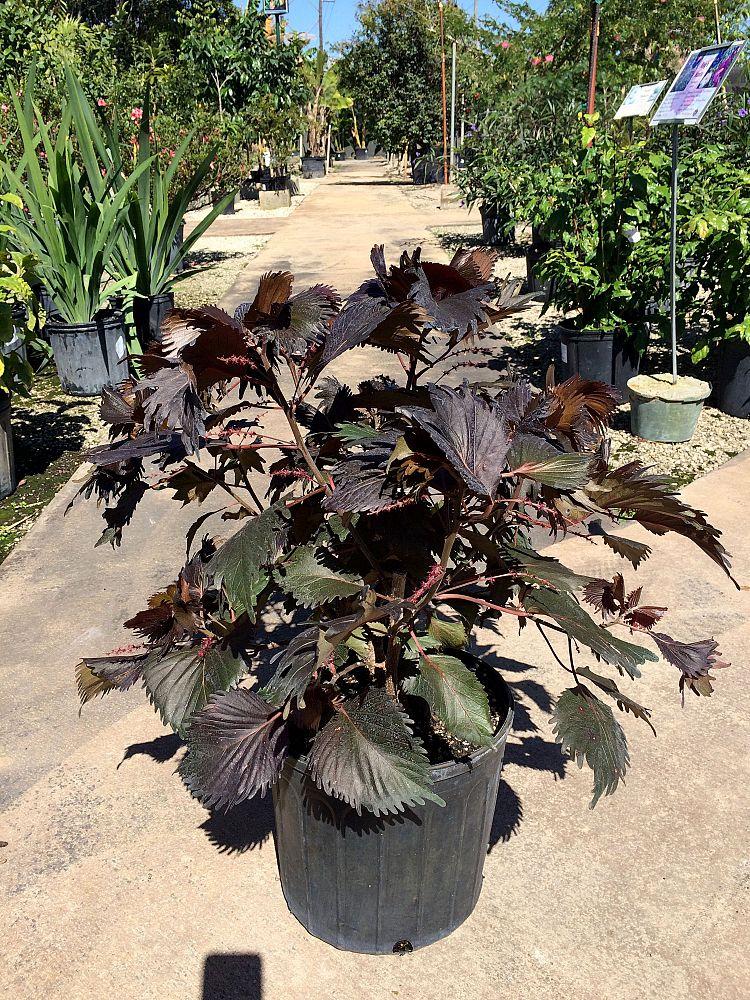 Acalypha, Assorted, Standard - View 19 from www redcrocus com