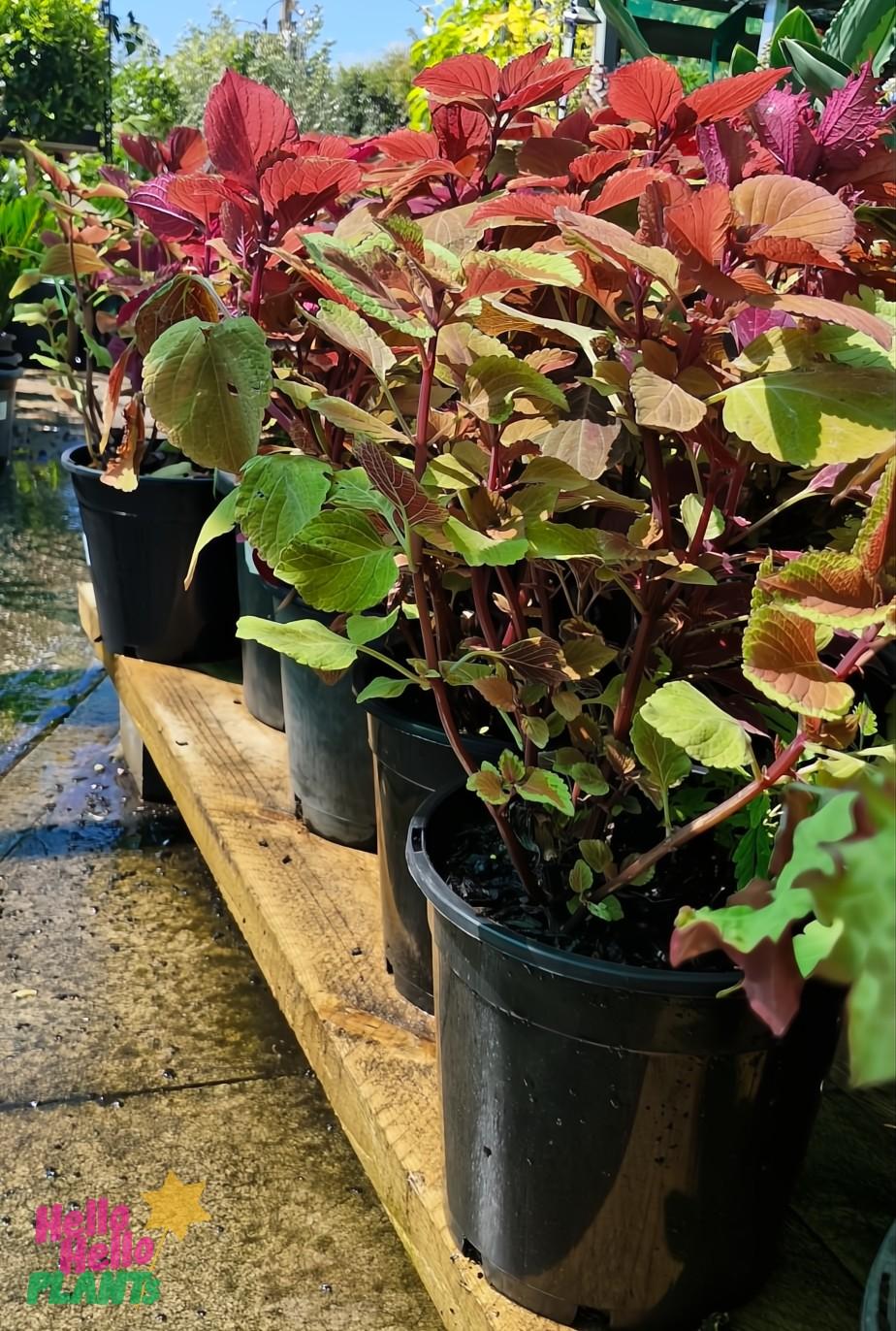 Acalypha, Assorted, Standard - View 2 from www redcrocus com