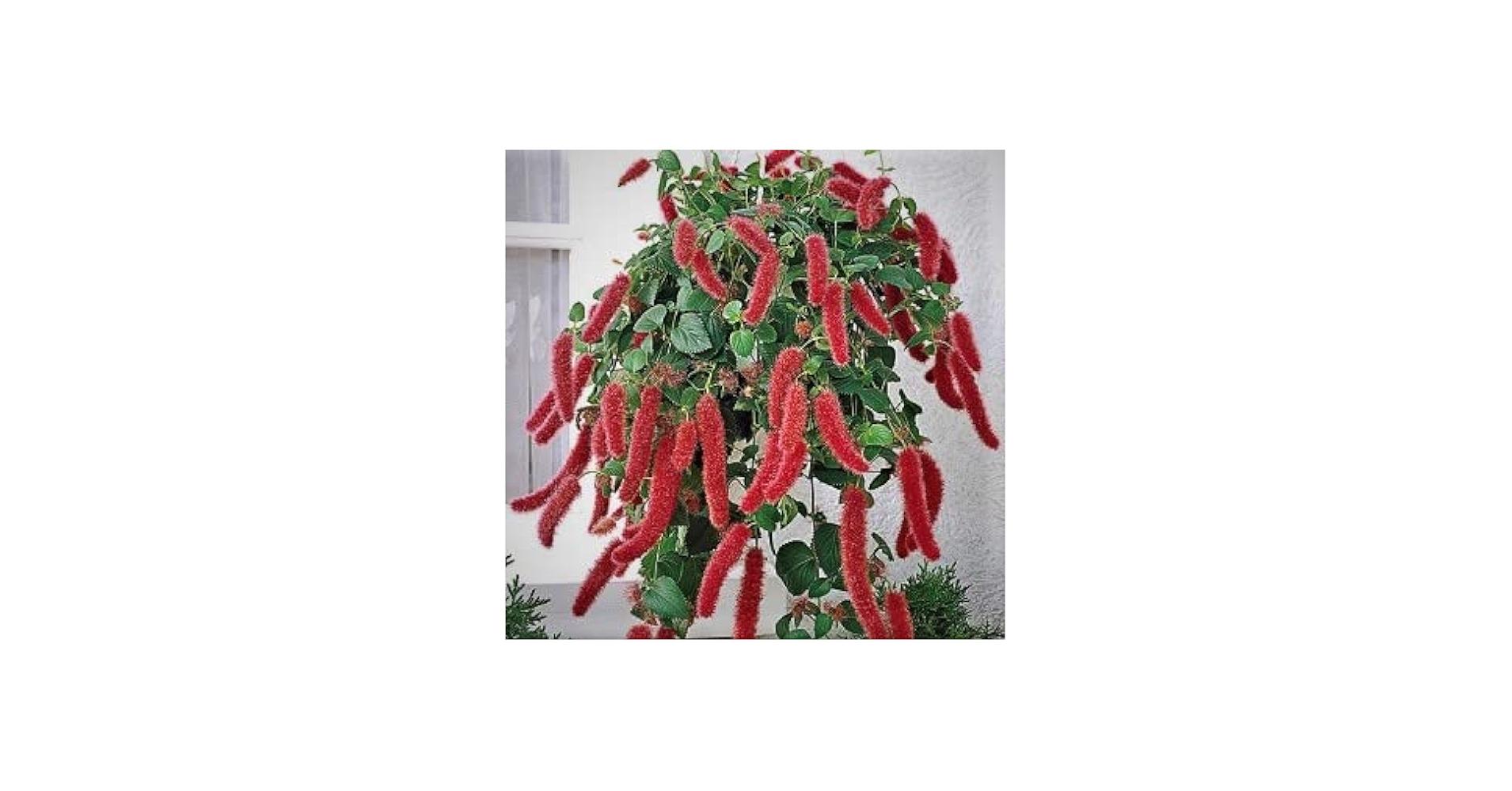 Acalypha, Assorted, Standard - View 5 from www redcrocus com