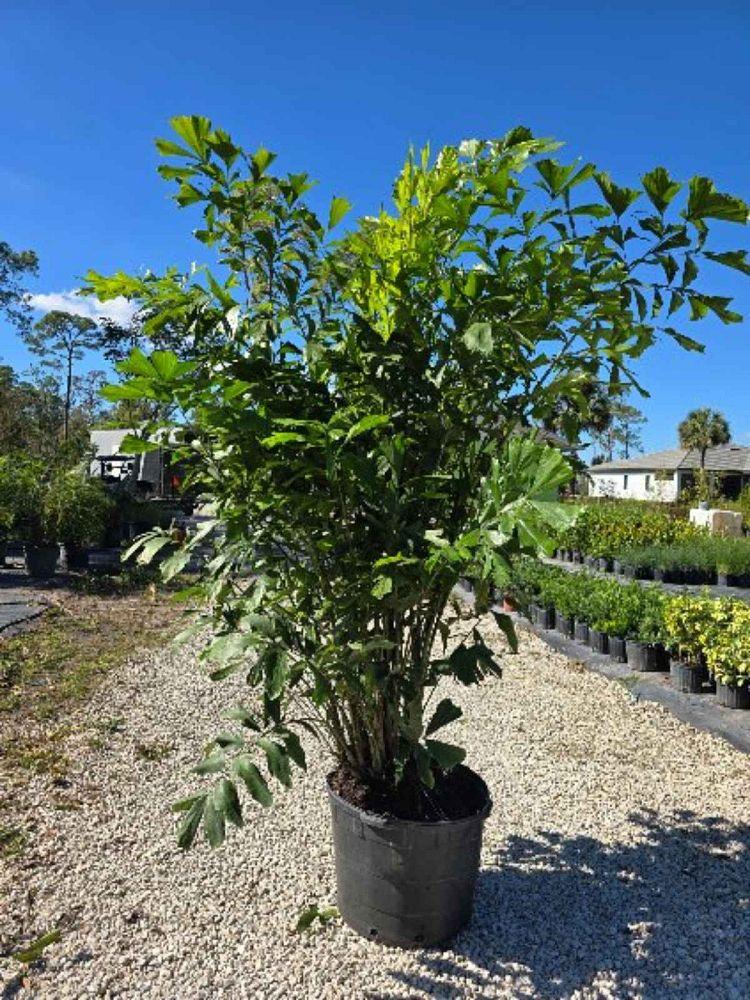 Acalypha, Assorted, Standard - View 6 from www redcrocus com