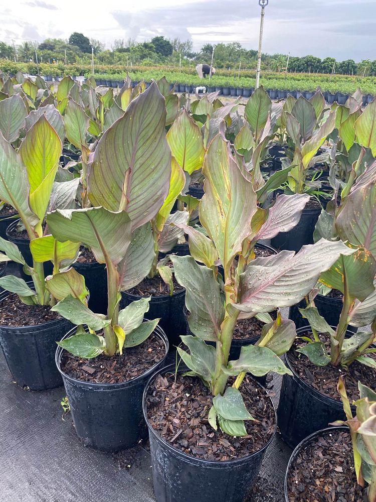 Acalypha, Assorted, Standard - View 7 from www redcrocus com