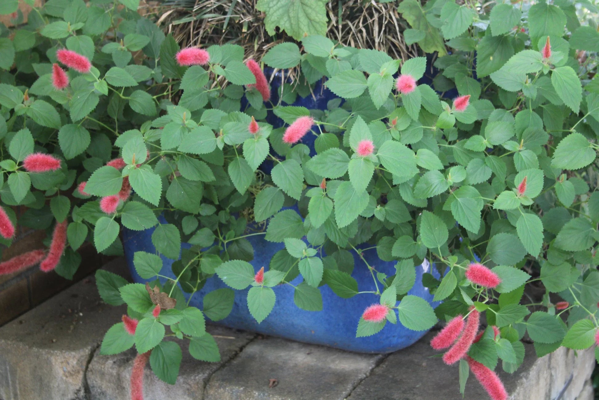 Acalypha, Assorted, Standard - View 8 from www redcrocus com