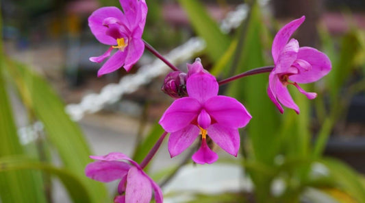 Spathoglottis Assorted - View 10 from www redcrocus com