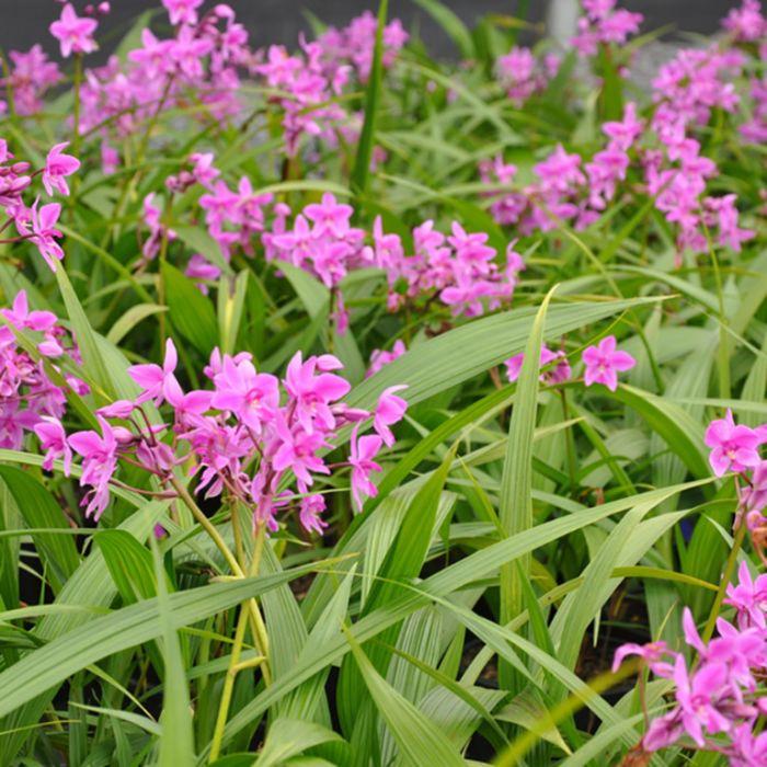 Spathoglottis Assorted - View 11 from www redcrocus com