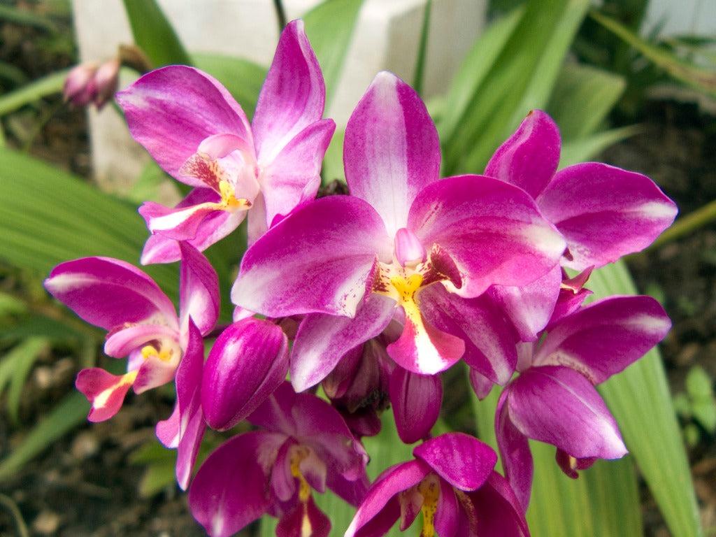 Spathoglottis Assorted - View 14 from www redcrocus com