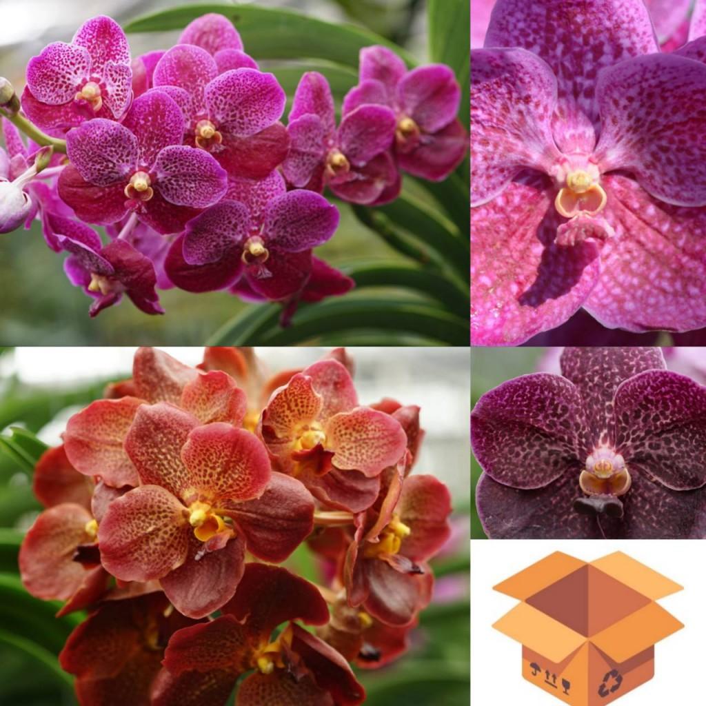 Spathoglottis Assorted - View 3 from www redcrocus com