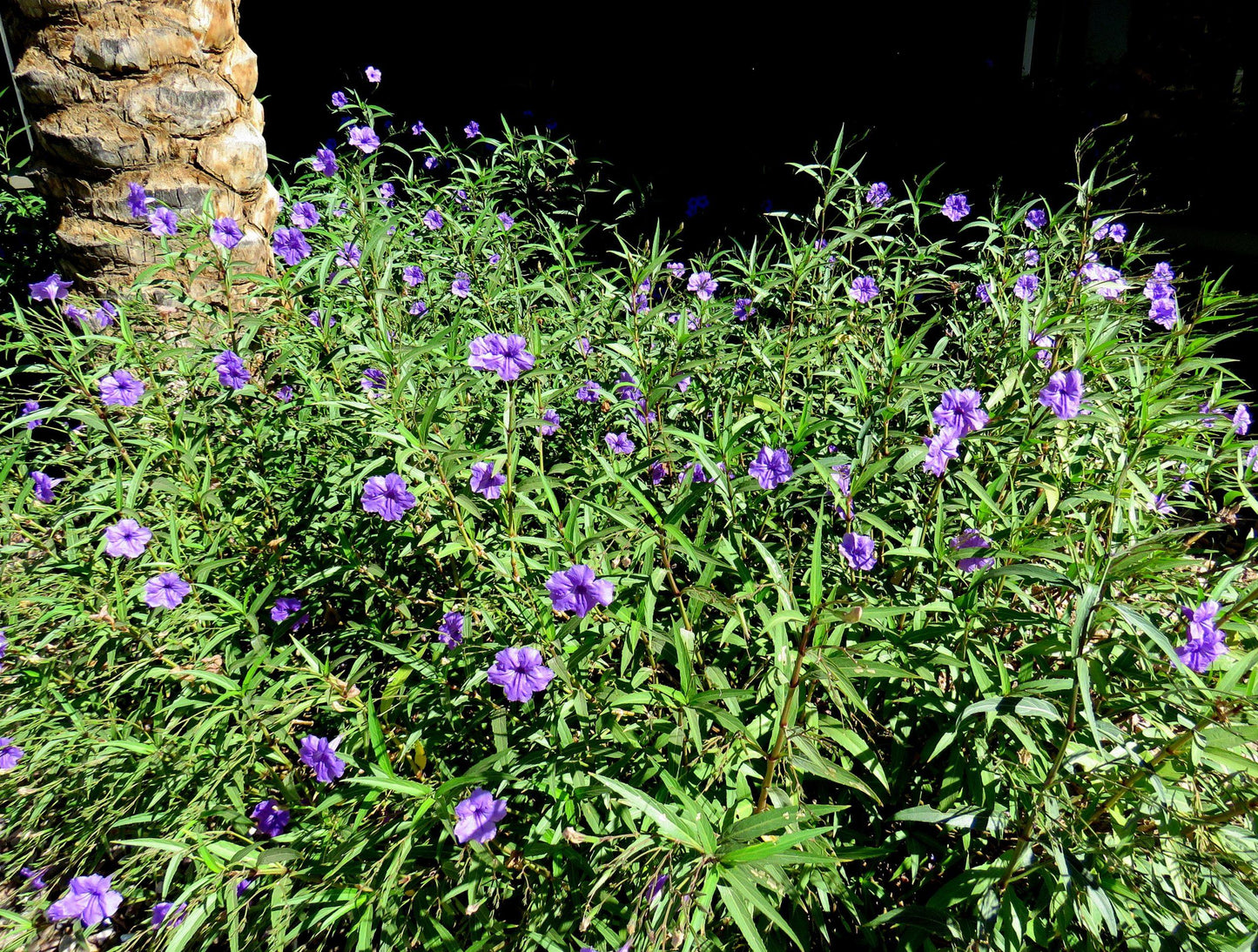 Ruellia Assorted - View 10 from www redcrocus com