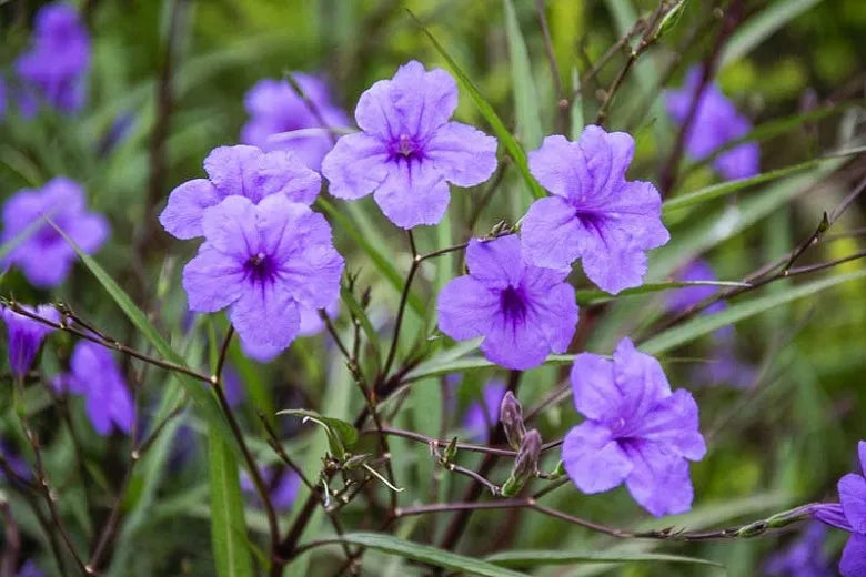 Ruellia Assorted - View 11 from www redcrocus com