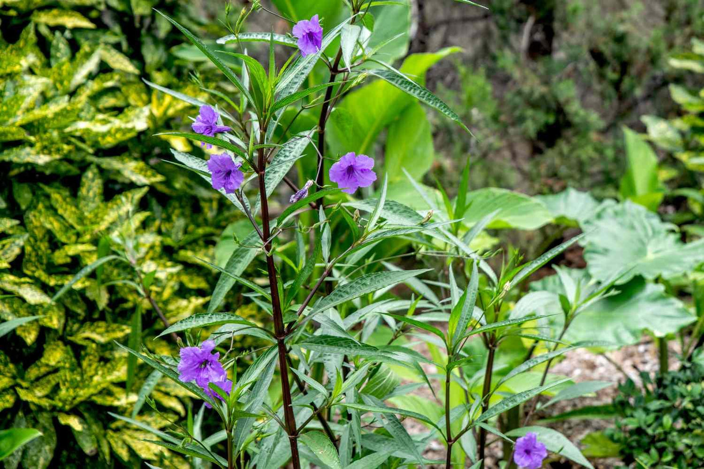 Ruellia Assorted - View 12 from www redcrocus com