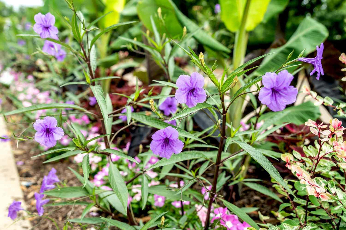 Ruellia Assorted - View 13 from www redcrocus com