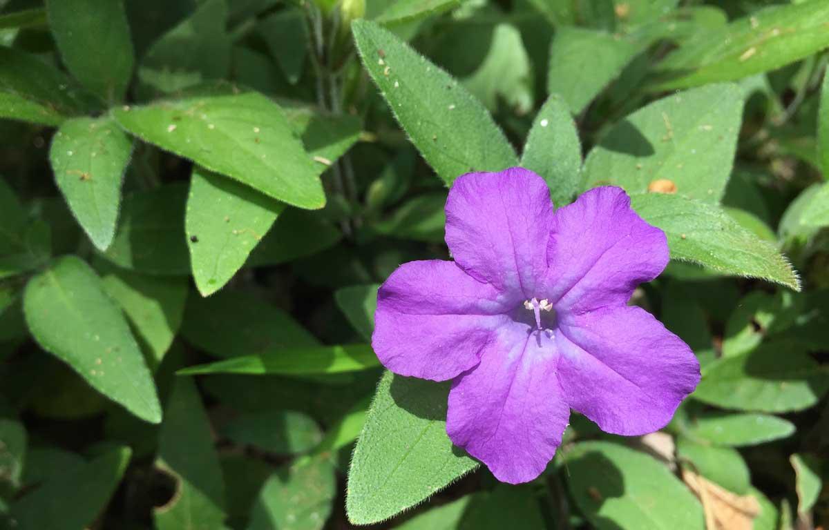Ruellia Assorted - View 15 from www redcrocus com