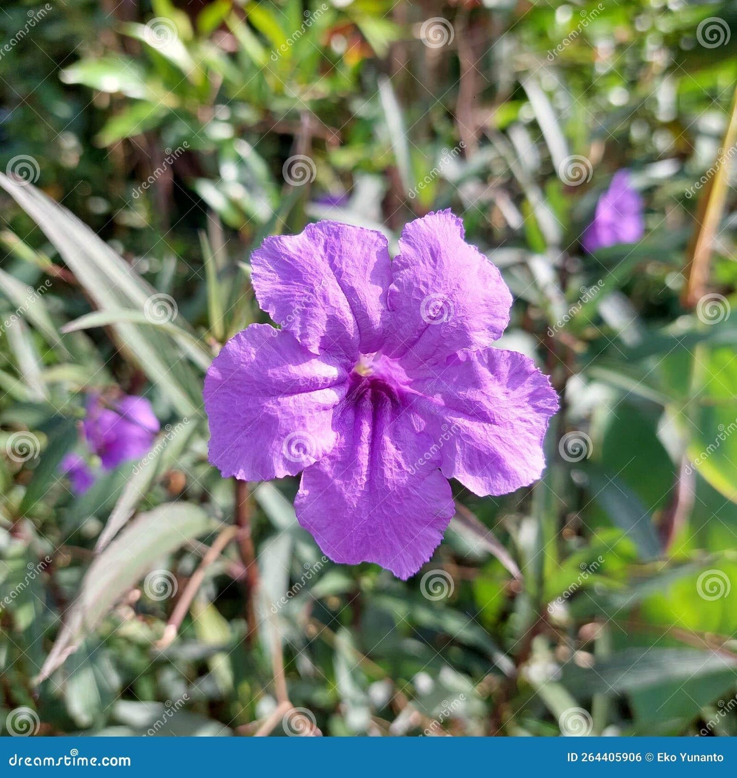 Ruellia Assorted - View 16 from www redcrocus com