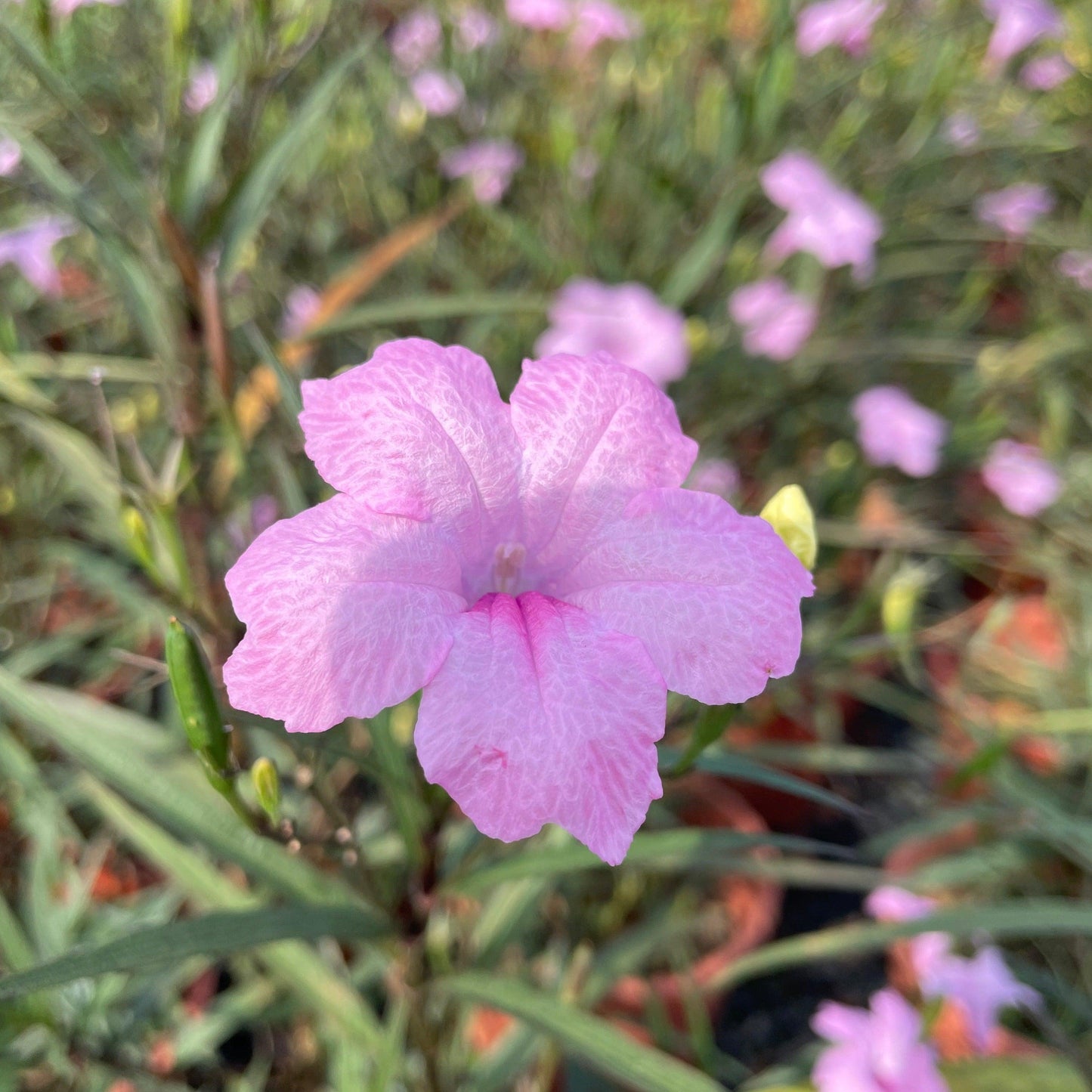 Ruellia Assorted - View 1 from www redcrocus com