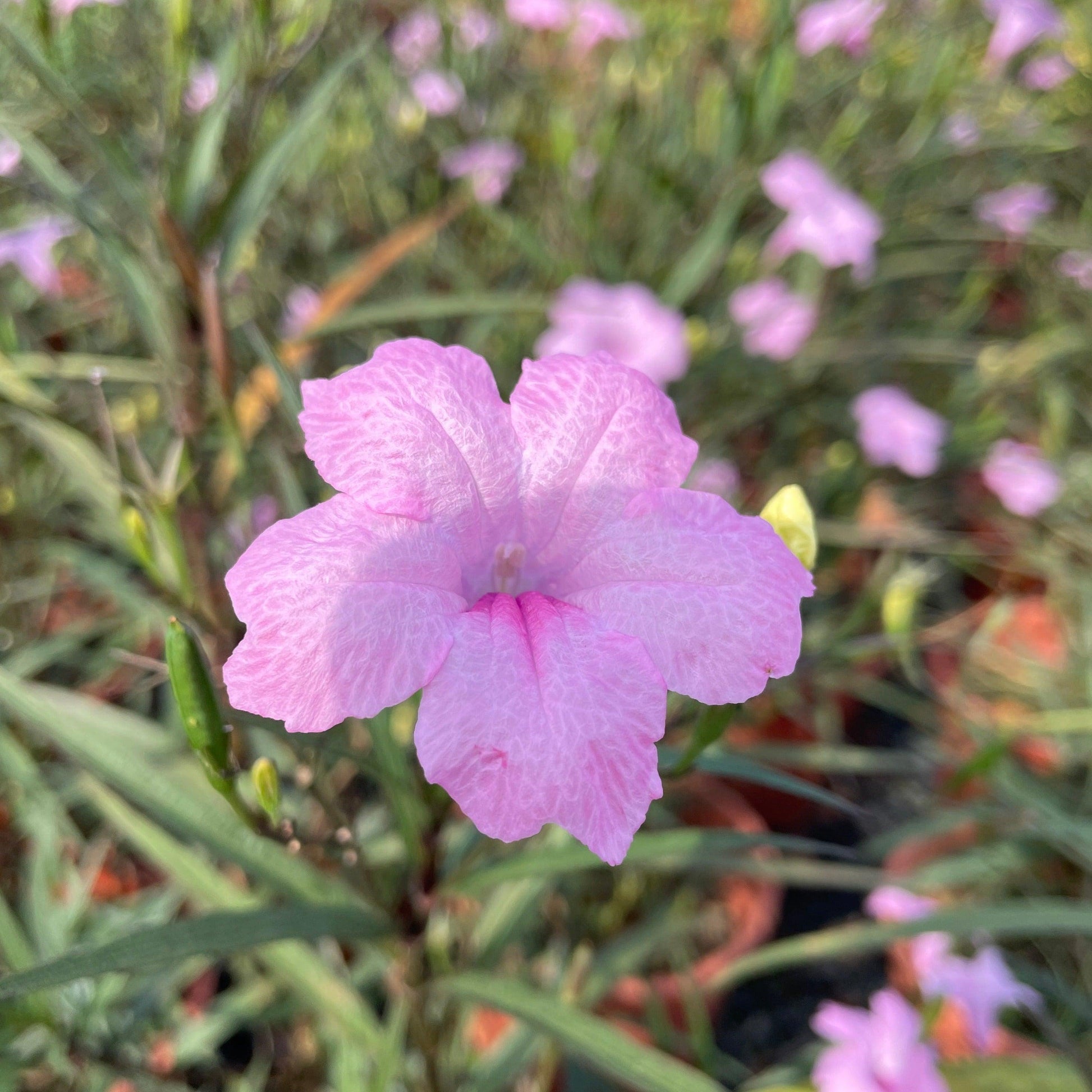 Ruellia Assorted - View 1 from www redcrocus com