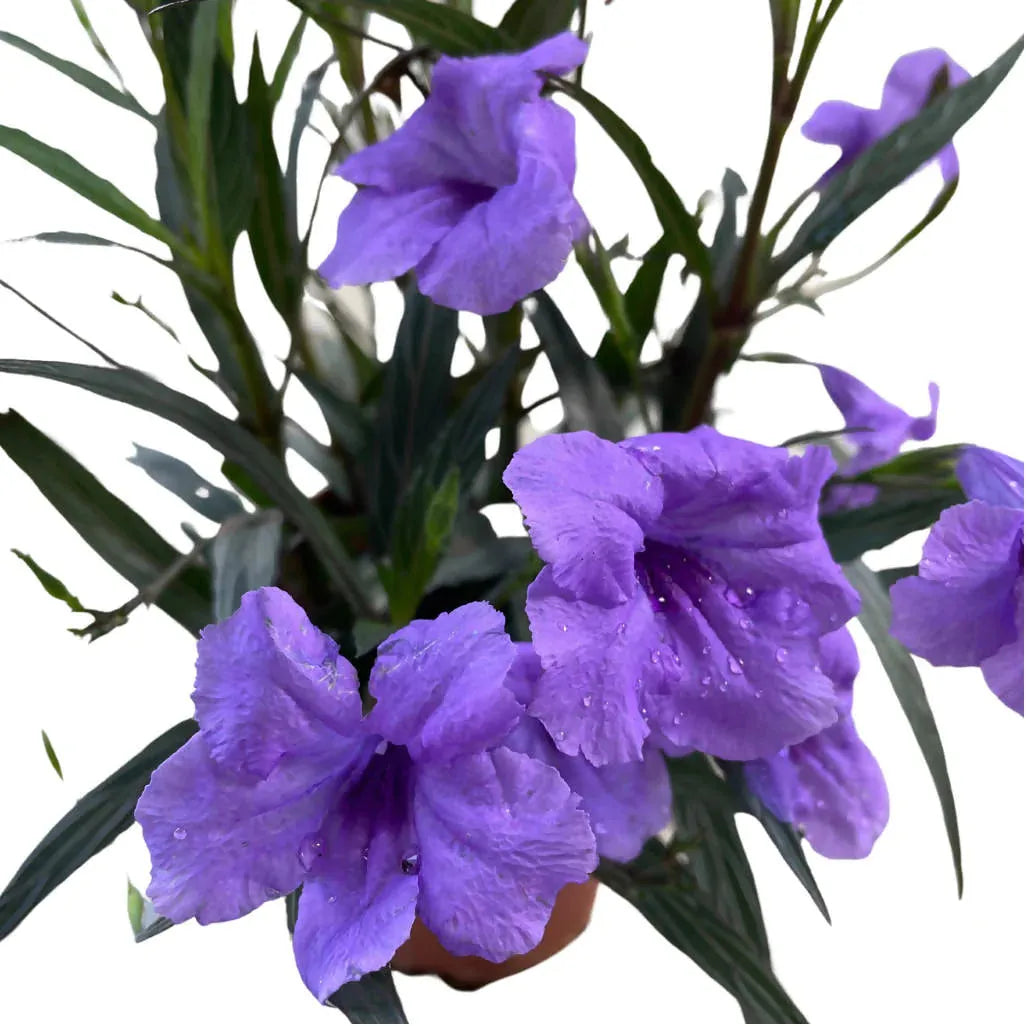 Ruellia Assorted - View 2 from www redcrocus com