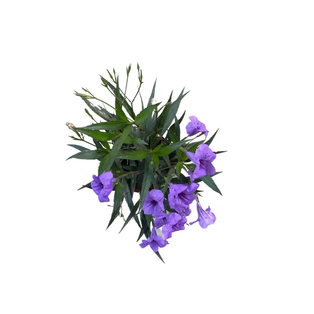 Ruellia Assorted - View 3 from www redcrocus com