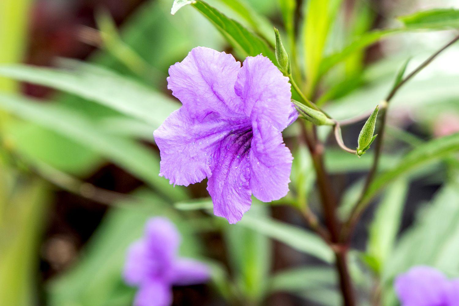 Ruellia Assorted - View 4 from www redcrocus com