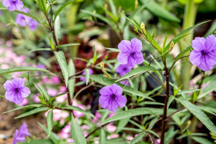Ruellia Assorted - View 6 from www redcrocus com