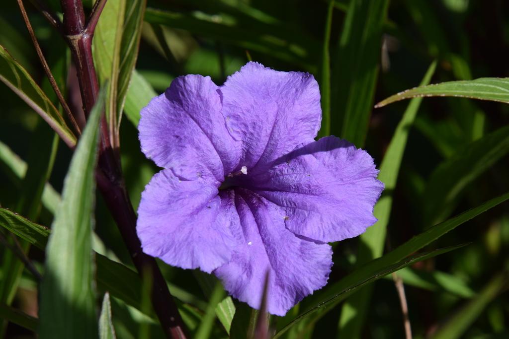 Ruellia Assorted - View 7 from www redcrocus com