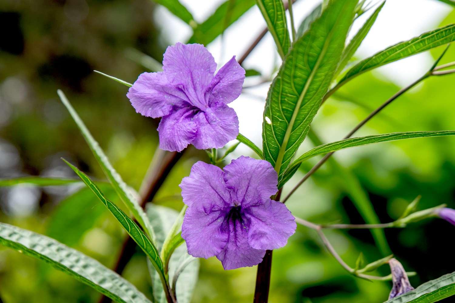 Ruellia Assorted - View 8 from www redcrocus com