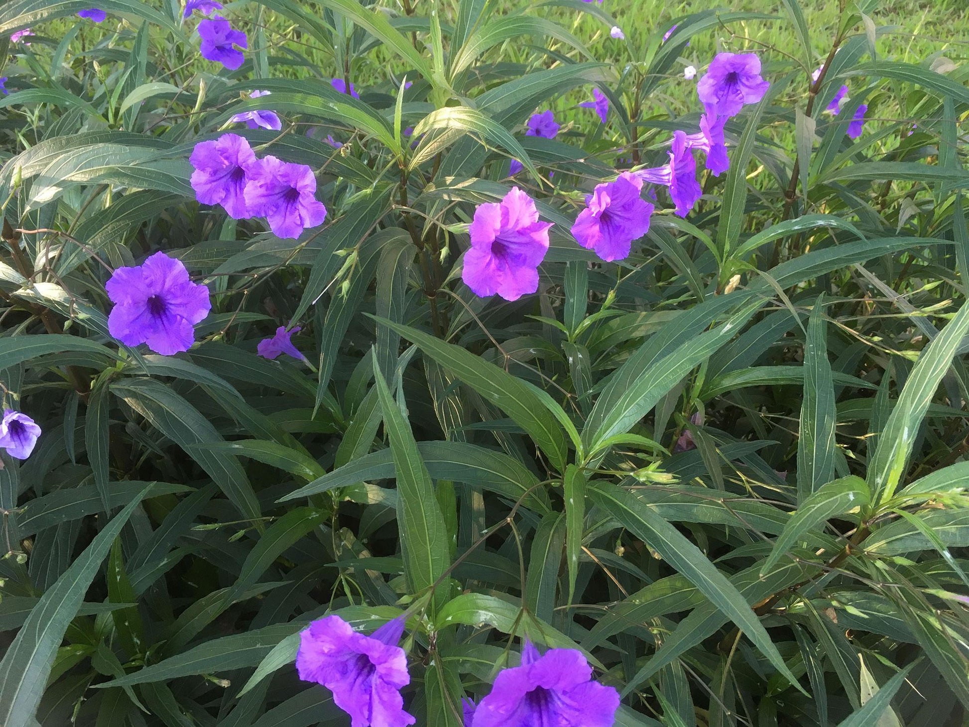 Ruellia Assorted - View 9 from www redcrocus com