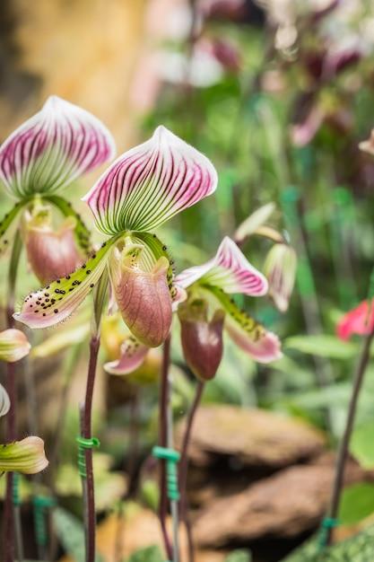 Orchid Paphiopedilum Assorted - View 13 from www redcrocus com