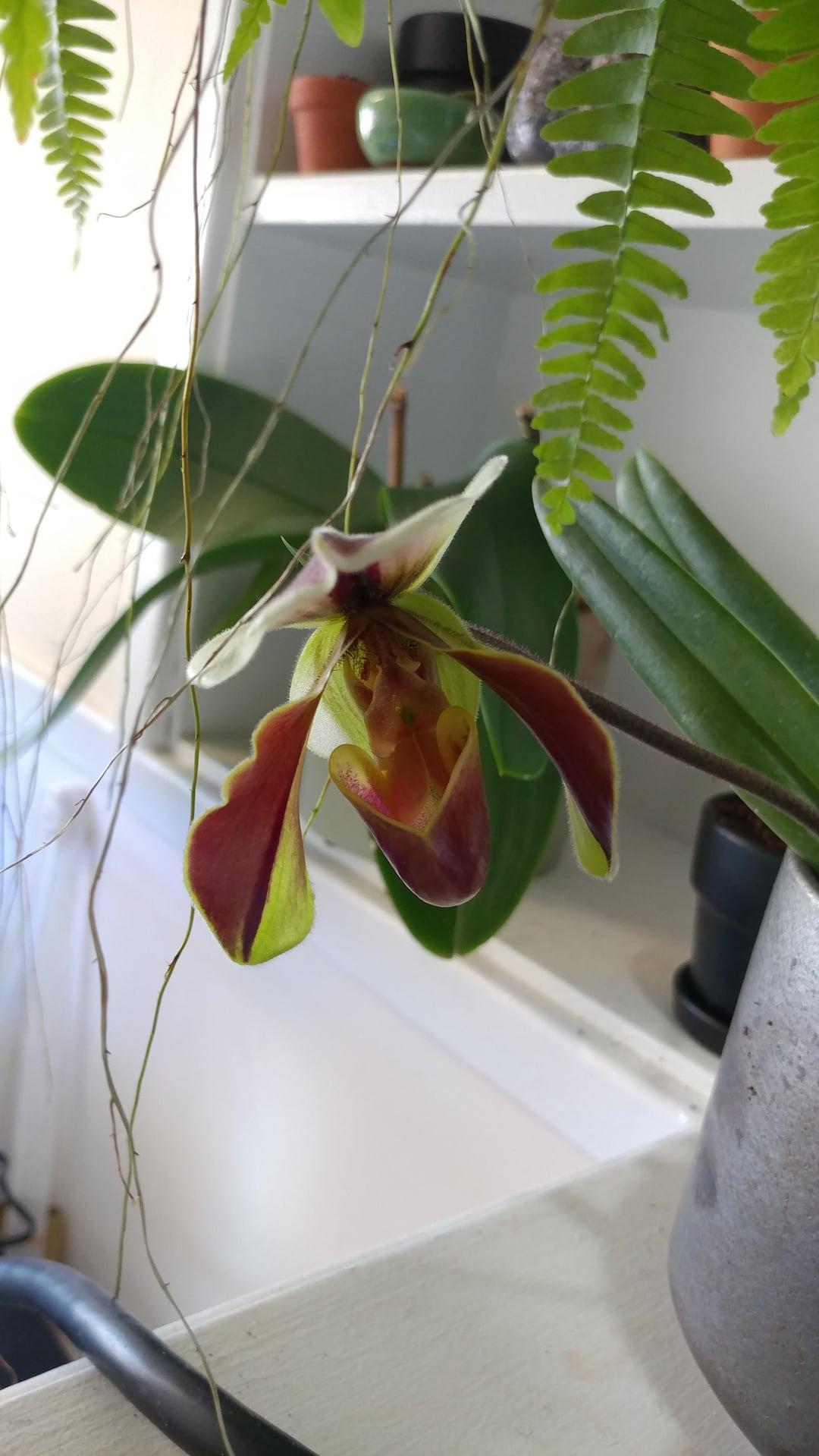 Orchid Paphiopedilum Assorted - View 16 from www redcrocus com