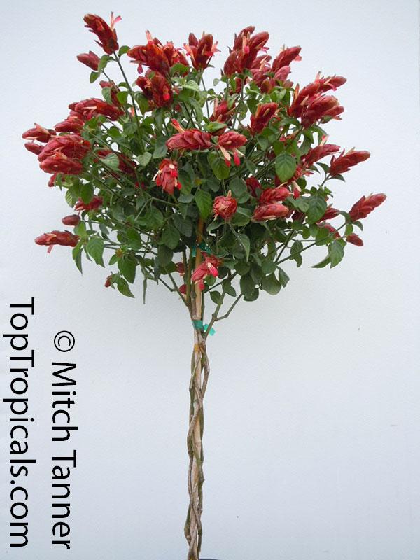 Justicia Brandegeana Braid - View 11 from www redcrocus com