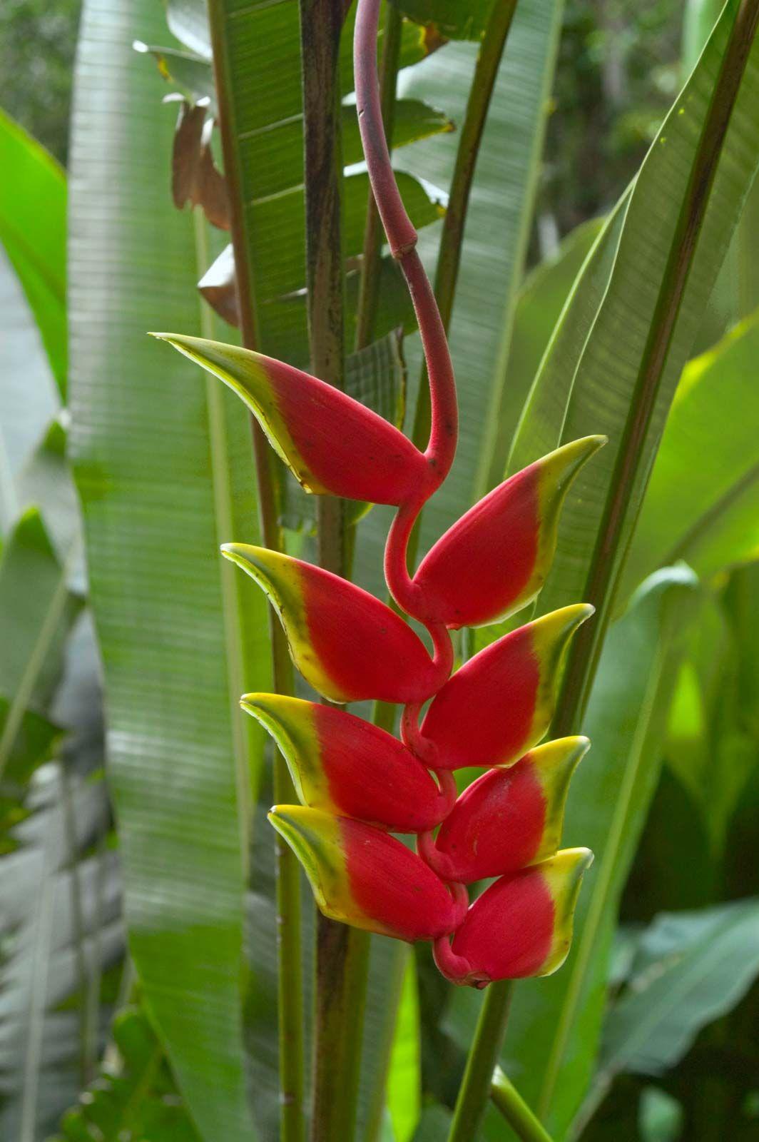 Heliconia, Assorted - View 11 from www redcrocus com