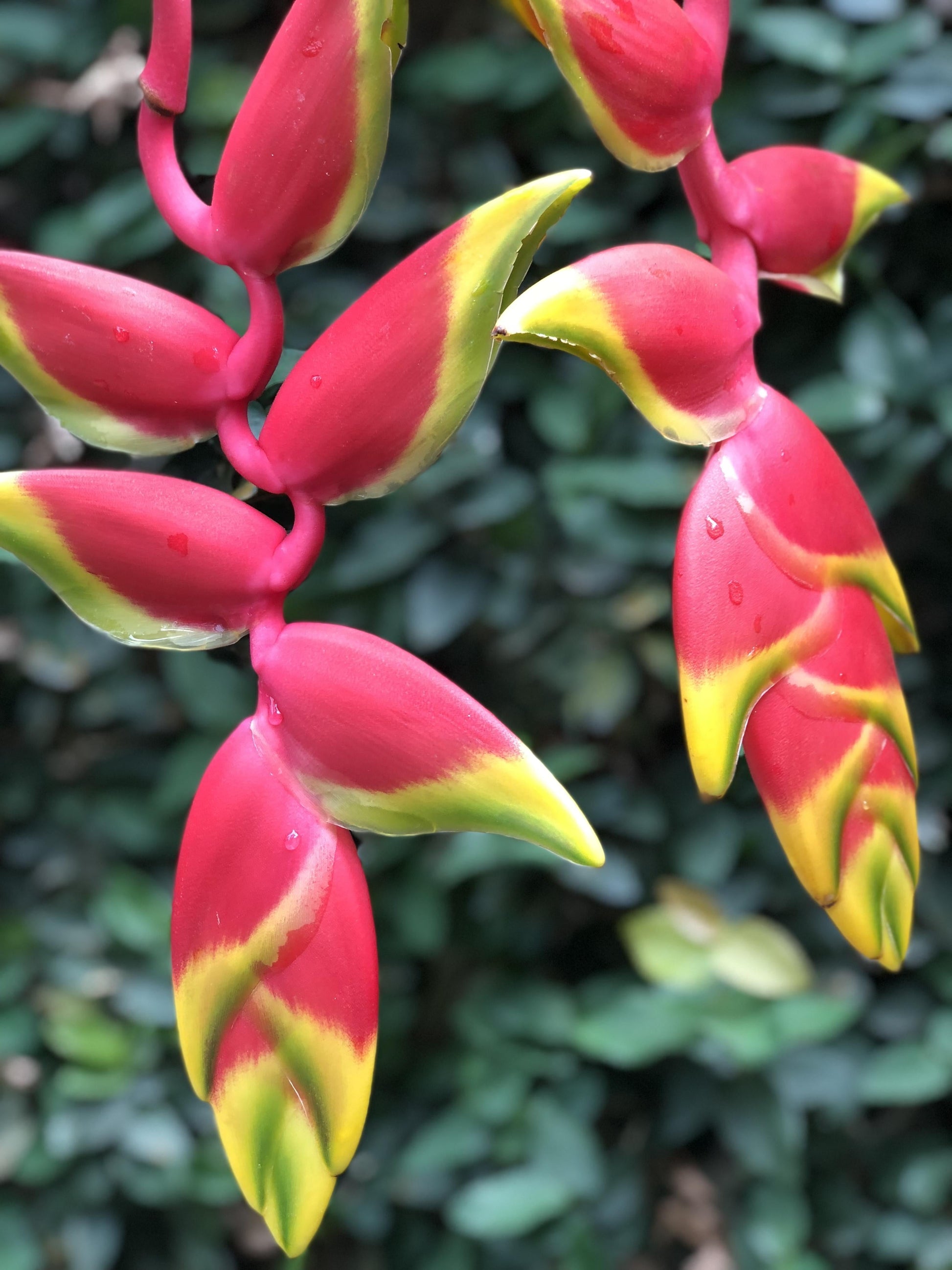Heliconia, Assorted - View 12 from www redcrocus com
