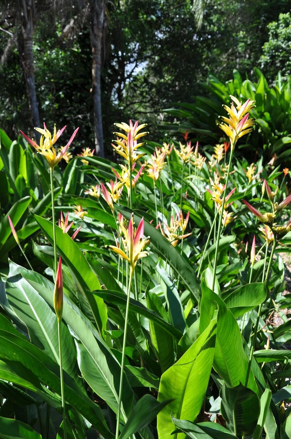 Heliconia, Assorted - View 13 from www redcrocus com