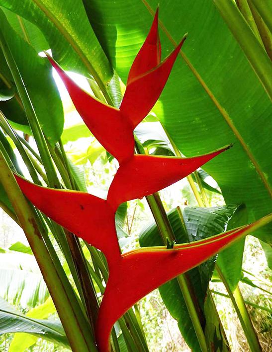 Heliconia, Assorted - View 14 from www redcrocus com